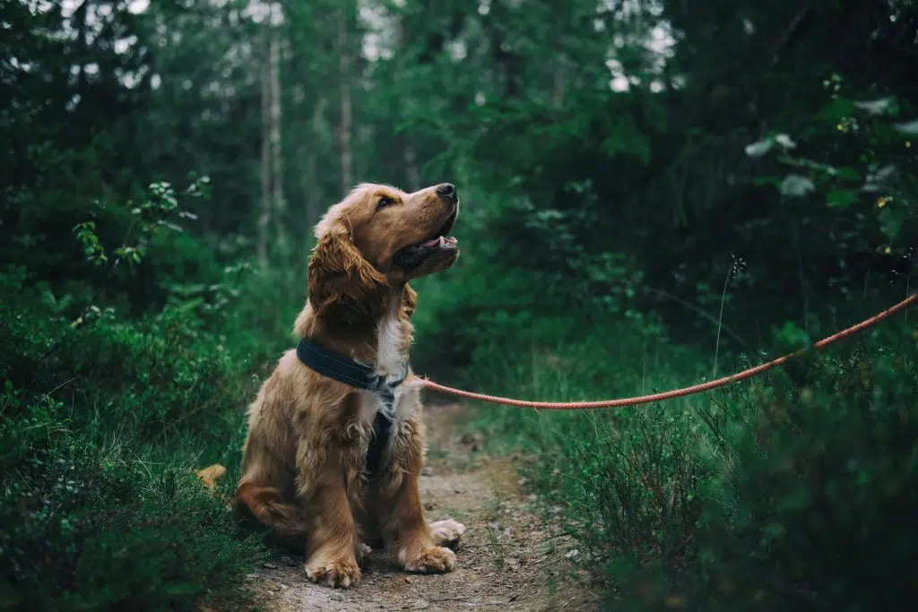 cbd, hemp, cbd for dogs