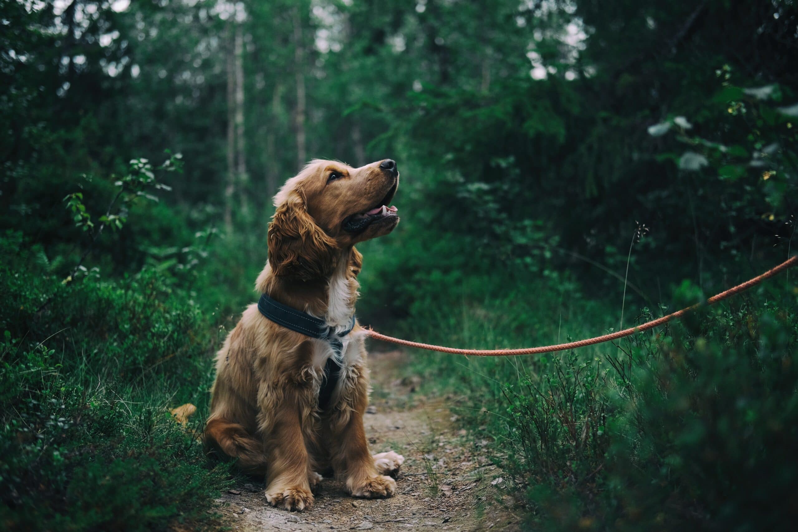 cbd, hemp, cbd for dogs